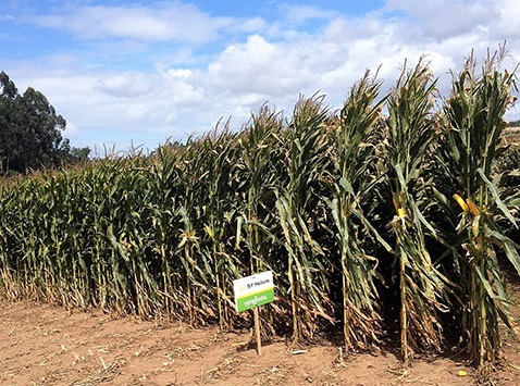Syngenta apresenta tecnologia que rentabiliza a produção de milho
