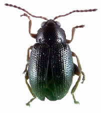 Atualização das zonas demarcadas para o “Epitrix” da batateira