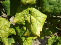 Nova utilização do JUDO Sapec: controlo do vector da Flavescência Dourada