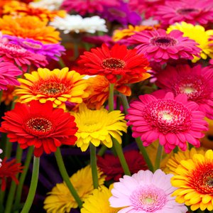 Sector florícola quer mais fitofármacos e maior acesso a fundos comunitários