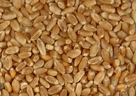 ANPOC divulga variedades de trigo mole para a próxima campanha