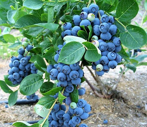 VIII Encontro Nacional Produtores de Mirtilo