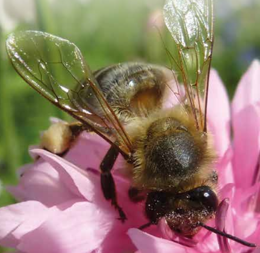 Syngenta aconselha boas práticas para uma pulverização segura e eficaz