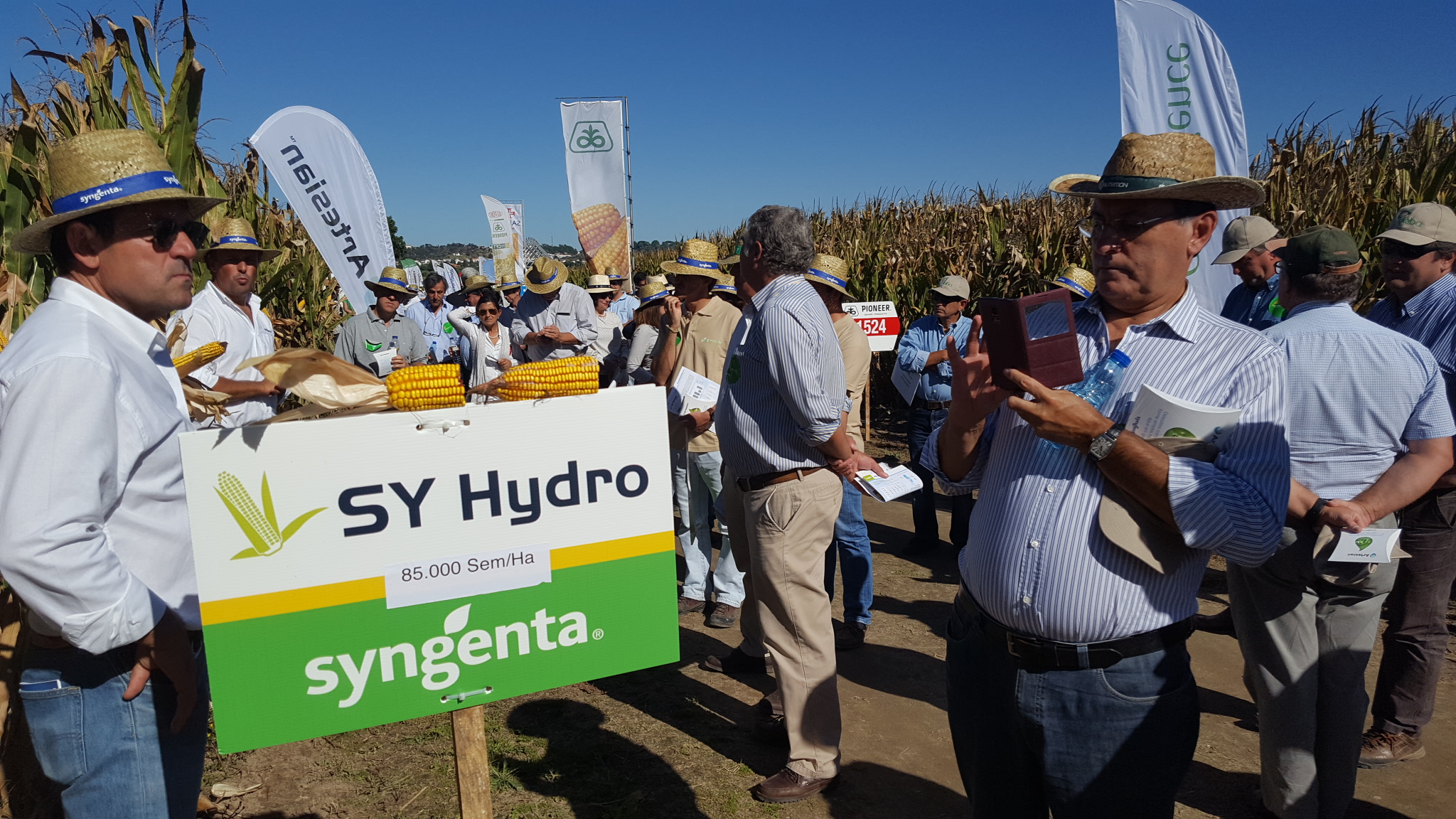 SaniMilho- Syngenta apresenta resultados das tecnologias Artesian e Lumax