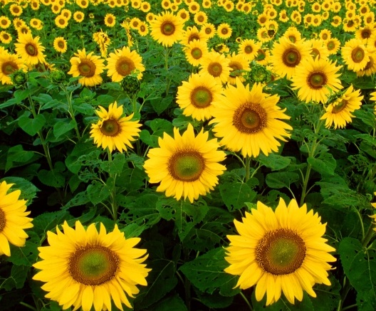 97% dos alimentos da União Europeia não apresentam resíduos de fitofarmacêuticos