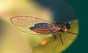 Actualização da zona demarcada da Trioza erytreae