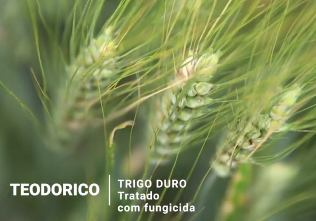 ANPOC e parceiros apresentam Lista de Variedades Recomendadas e Agenda de Inovação CEREALTECH