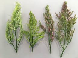 Declínio amarelo das Apiáceas