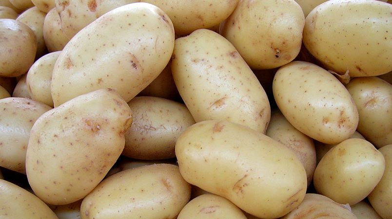 DGAV divulga lista de variedades de batata resistentes a Globoderas