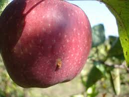 Retirada de fitofarmacêuticos do mercado provocaria queda no rendimento agrícola