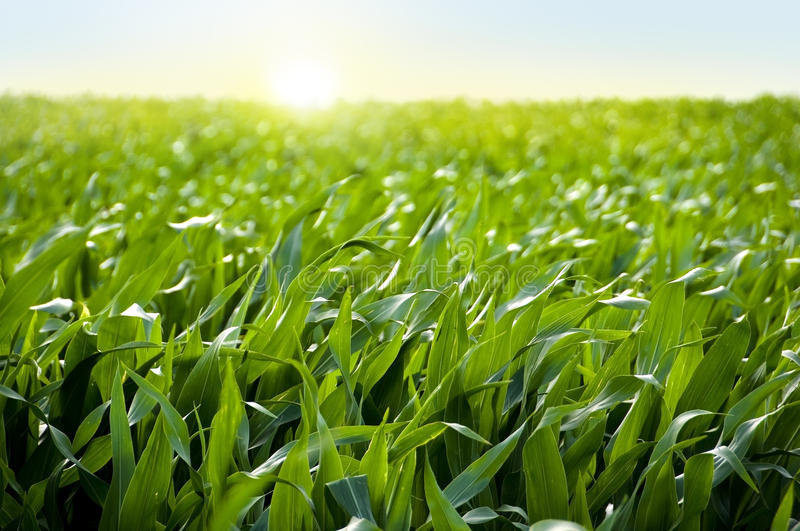 Plataforma com informação sobre OGM em português