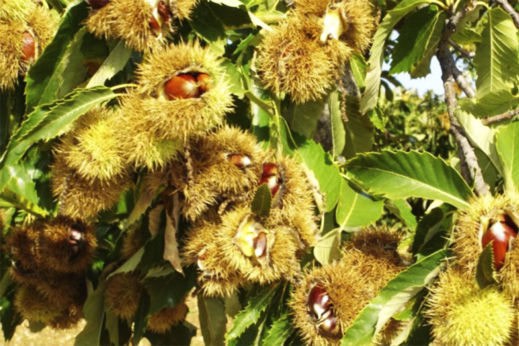 Seminário sobre as Questões Fitossanitárias do Castanheiro e da Castanha