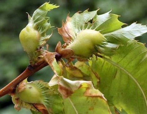 Plano de Acção Nacional para o Controlo do inseto “Dryocosmus kuriphilus”