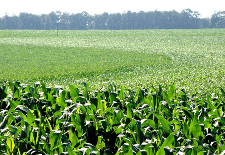 Consulta Pública - Plano de Ação Nacional para o uso Sustentável dos Produtos Fitofarmacêuticos