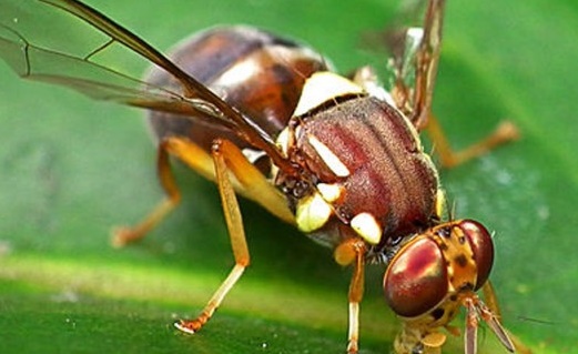 A mosca da azeitona (ficha de divulgação técnica)