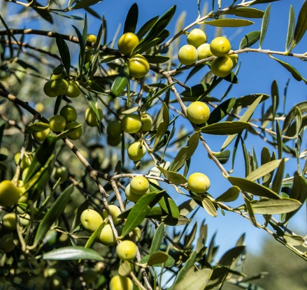 Criada Carta Digital do Azeite 