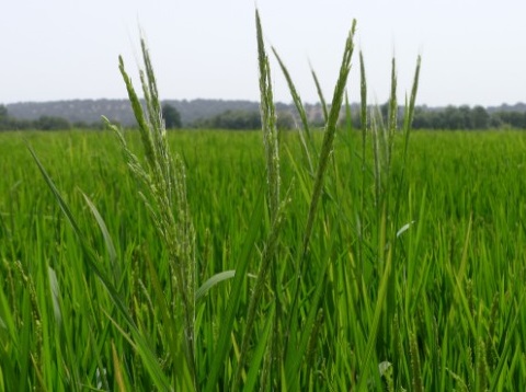 Novas soluções Dow AgroSciences para os próximos anos