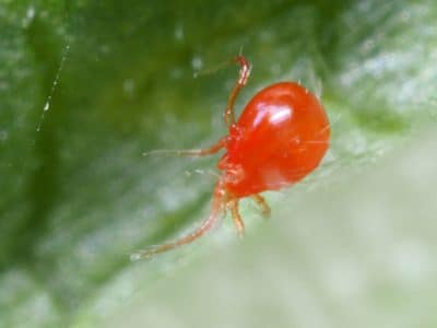 Conheça a gama de auxiliares Bioplanet, com distribuição FITOSISTEMA