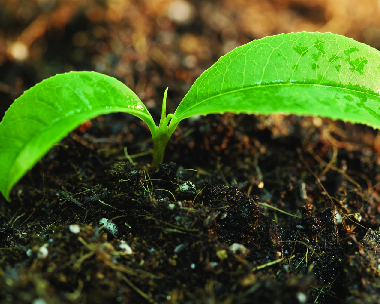 Estudos europeus confirmam os resultados do Estudo Anipla