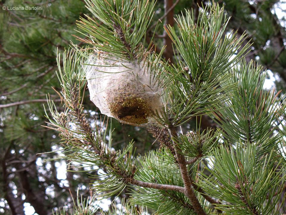 A processionária do pinheiro - meios de controlo