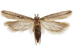 Plano de contingência para o controlo de Tecia solanivora