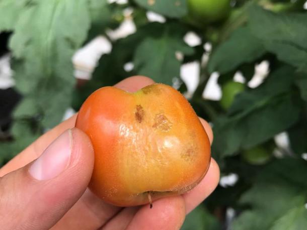 Medidas de emergência contra o «vírus do fruto rugoso castanho do tomateiro» (ToBRFV)