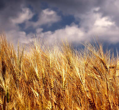 Projecto INTERATrigo