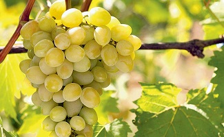 Catálogo nacional 2017 de variedades de videira