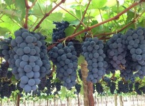 UTAD recebe conferência sobre alterações climáticas