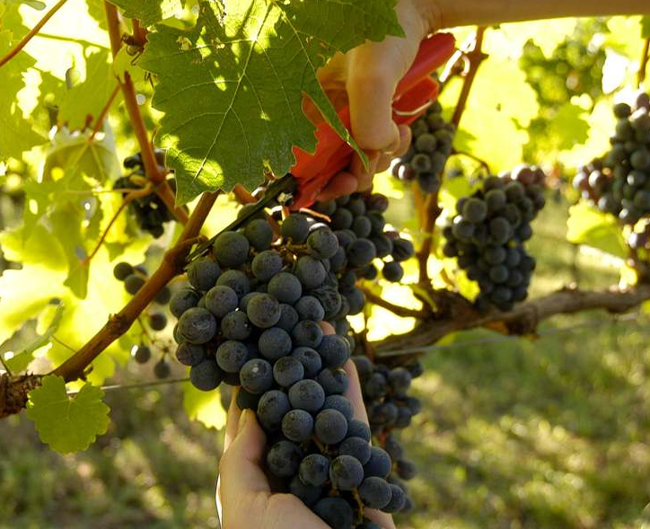 ANDOVI lança Guia de Recomendações COVID-19 - Vindimas em Portugal 2020