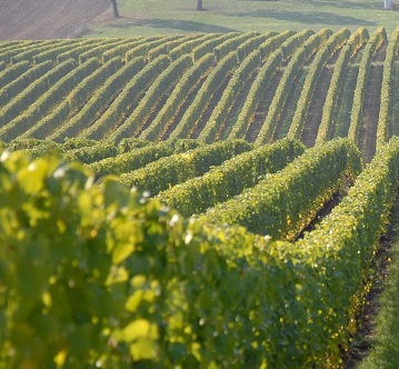 Catálogo de Clones seleccionados da videira