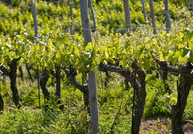 Governo cria linha de crédito de 100 milhões de euros para apoiar produtores vinícolas
