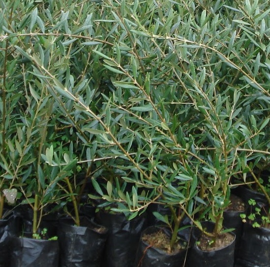 Comissão Europeia adopta novo formato harmonizado para passaportes fitossanitários das plantas