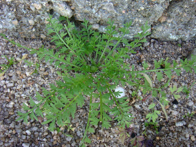 Utilização de formulações de vinagre e sal no controlo de infestantes em zonas urbanas