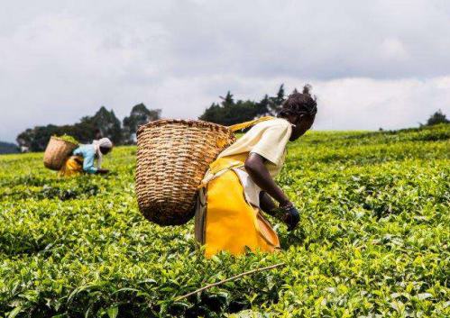 Discriminação de género é persistente na agricultura