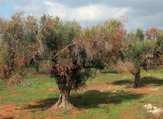Novos focos e subespécies de Xylella fastidiosa